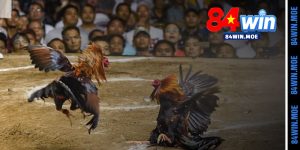 Da Ga 84win Trang Ca Cuoc Da Ga Truc Tiep Uy Tin So 1 1